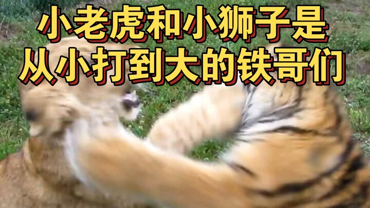 Si bayi harimau dan si bayi singa sibuk berkelahi terus sampai akhirnya tumbuh besar, meong~