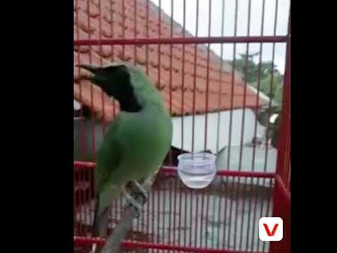 Terapi suara masteran cucak ijo ngekek walang kecek panjang