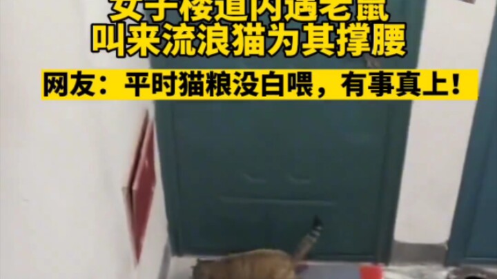 Cô gái gặp chuột trong hành lang, gọi mèo hoang đến “trợ trận”, dân mạng: Lâu nay cho mèo ăn không u