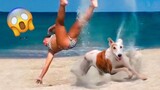 Funny Animals Videos - Funniest Animals Compilation Of 2022