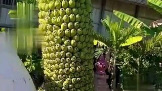 Buah Ajaib
