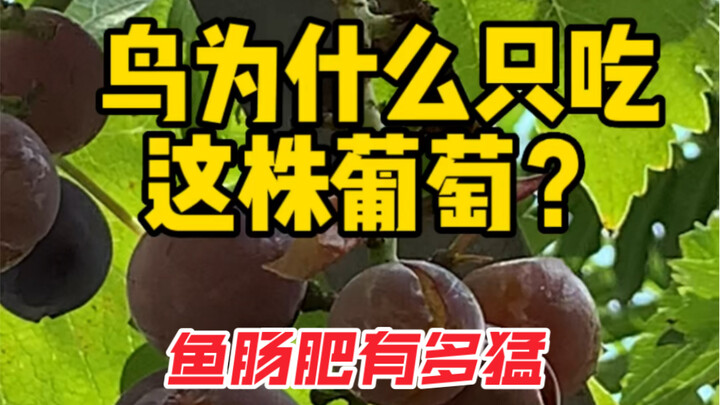 The fertilizer was so strong that it burst the grapes and even birds came to eat them. I edited the 