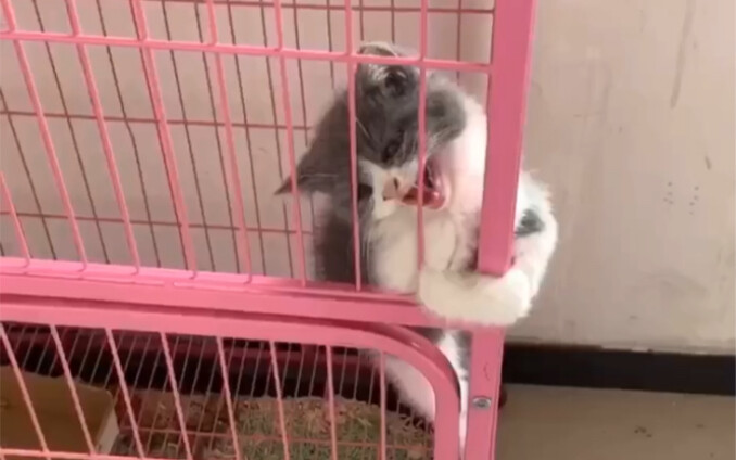 After being bullied, the little kitten decided to turn evil!
