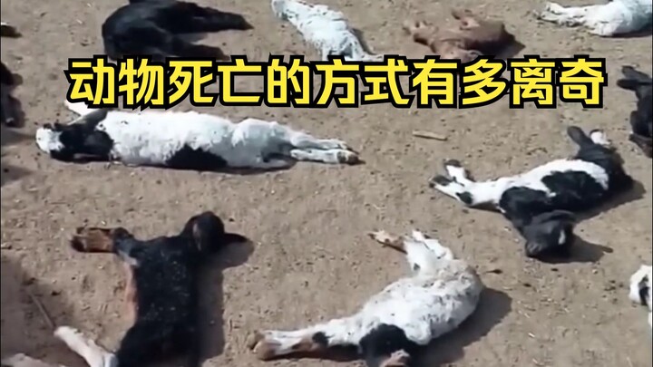 การพิสูจน์สาเหตุการตายอันพิสดารของสัตว์ 16