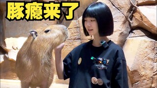 Even when working at the zoo, I can't help but touch the capybara
