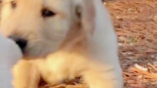 Jika ada poin untuk kelucuan, golden retriever kecil pasti mendapat 100 poin