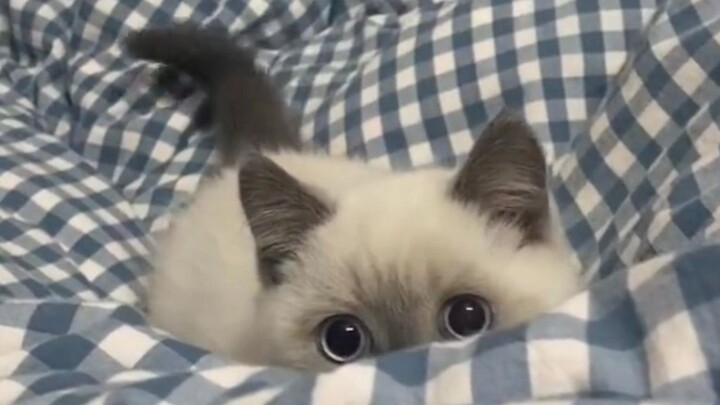 "Milky Cat Peeks Out"