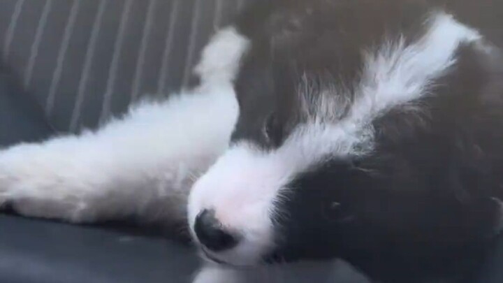 Ai có thể cho tôi biết một ngày chó Border Collie cần vận động bao nhiêu là đủ?