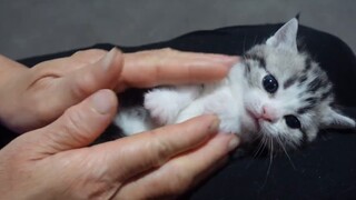 Ibu saya menggunakan keterampilan yang ia gunakan untuk membujuk saya ketika saya masih kecil untuk 