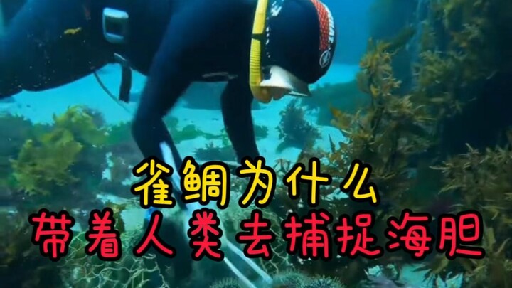 Tại sao cá bàng chài thích dẫn người đi bắt nhum biển? #NhumBiển #CáBàngChài #ĐộngVậtBiển #CáBàngChà