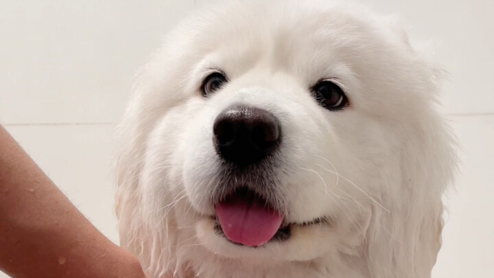 Am I the only one who thinks bathing my dog at home is pure bliss?