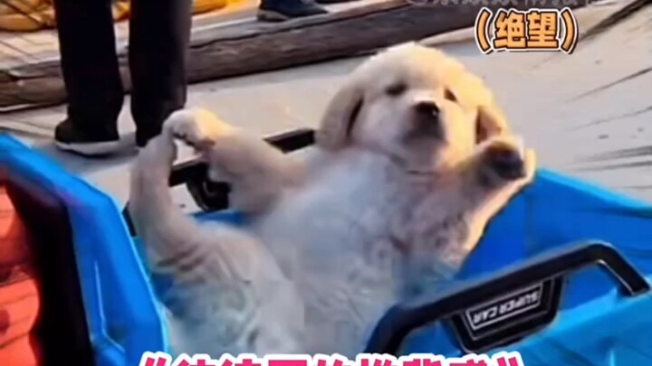 Hugs the tightest waist, takes the hardest fall #cutepets #cutekids #laughedsohard