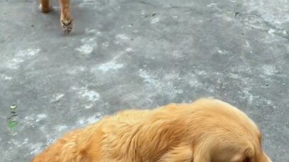 Sudah selesai makan sendiri, malah merebut milik orang lain......#Golden Retriever