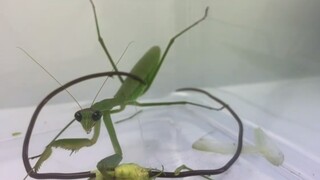 Anoreksia mantis sembuh karena diberi makan hair snake?