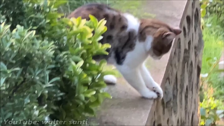 These are the Furry Food Thieves! The Backyard Gang! And this is the story of the cutest food theft