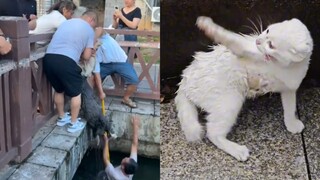 Comparing Rescuing a Drowning Dog and a Drowning Cat