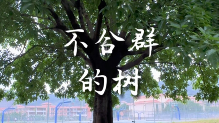 一个人去吃饭的路上，有棵树治好了我的孤独。