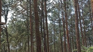 hutan pinus