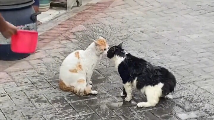 แมว: พี่ชาย หยุดก่อน ผู้ที่ควรถูกตีนั้นเป็นอีกคนหนึ่ง