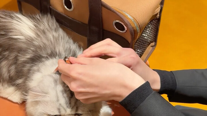 When the feline young master insists on browsing Hermès #dailyvlog #Messi'sCat #Cats'MysteriousBehav