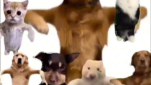 dogs