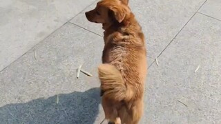 Follow a random puppy to see how it reacts