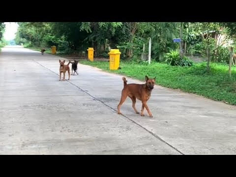 เสียง​หมา​เห่า​บนถนน