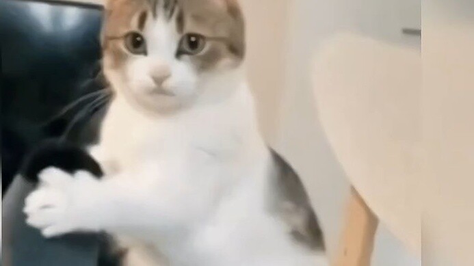 Look at the cat that thinks of itself as a human being