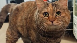 Untungnya aku bisa bicara, kalau tidak pasti sudah kelaparan jadi kucing kurus