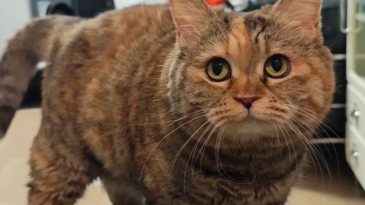 لحسن الحظ أنني أجيد التحدث، وإلا لكنت جائعًا لدرجة أصبحت فيها قطة نحيفة.