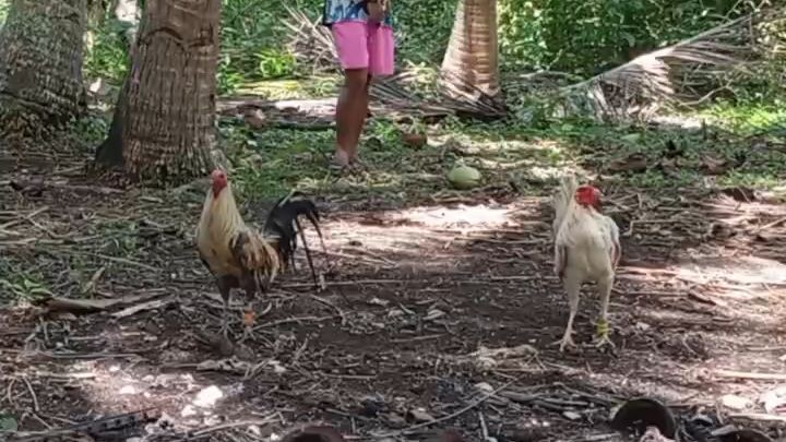 Talo abuhin 🫡🐓