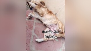 Huhu. Bơ vẫn mệt lắm. Cả nhà động viên e nhé. cunyeucuadua yeucho yeuchomeo cún cúncon chó chómèo chócon chókhôn yeuchomeo chócute