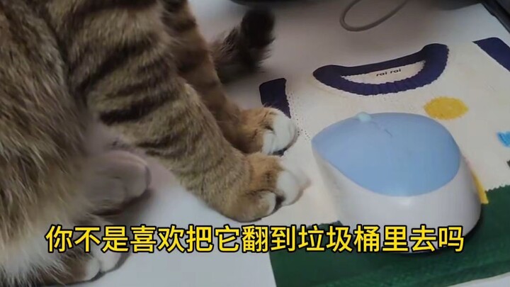 Miaomiao: Semua tikus ada di bawah pengawasanku, termasuk mouse komputer!