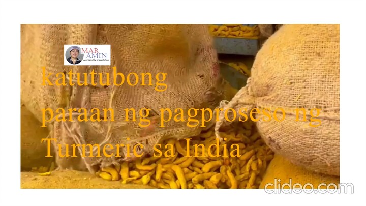 katutubong paraan ng pagproseso ng Turmeric sa India.