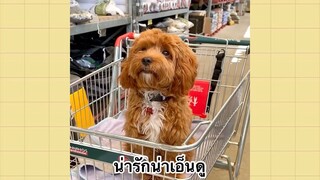 เพื่อนตัวน้อยแสนซน : น่ารักน่าเอ็นดู