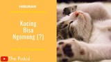 Kucing Bisa ngomong!!! 10 Video Kompilasi Kucing yang Bikin tercengang