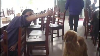 The douba said they wanted to know how many dogs there were in the base. The Simpsons will reveal th
