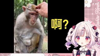 Lolita Nhật Bản xem "Tôi nhớ mọi thứ" có một hương vị nhất định