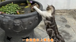 农村的旱厕是多少想田园生活人的噩梦，农村厕所改造一