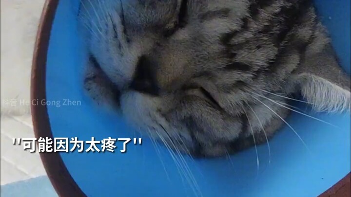 Kitten: I remember that day when flies brought a death notice, but it was such a coincidence.