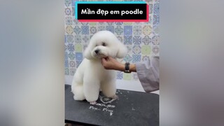 Cho bạn nào chưa biết ngoài việc tìm nhà mới cho chó mèo, Tiến Pet còn làm gì nè dcgr tuitienpet petonesaigon poodle