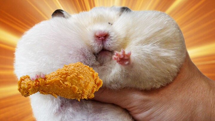 First time letting the mice try chicken—will they like it?