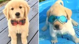 Funniest & Cutest Golden Retriever Puppies 12- Funny Puppy Videos 2020