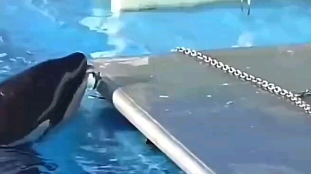 นกตายเพราะอาหาร