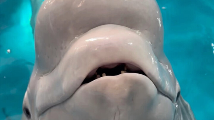 Mari kita lihat bagaimana Si Hitam makan ikan di dalam air!