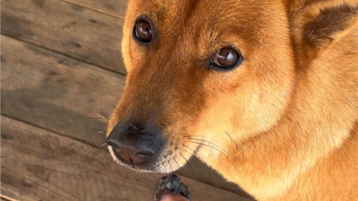 Kitten Eating Sea Cucumber