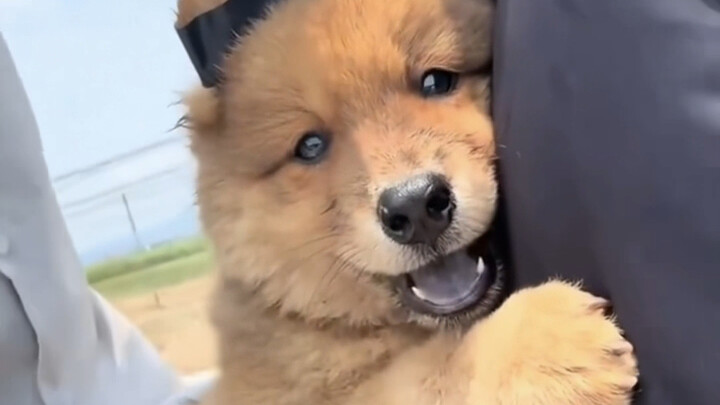 Momen Penyembuhan dari Anjing Kecil