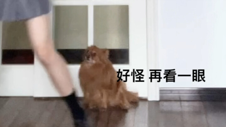 当着我家狗的面跳LOVE DIVE……
