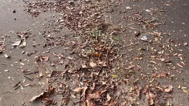 Cleaning leaves