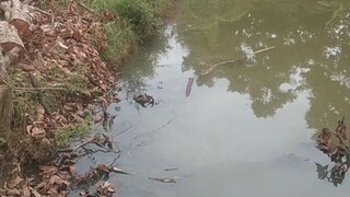 MANCING GABUS EMPANG MASJID IRINGMULYO VILLAGE